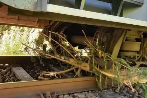 Der Baum war wohl witterungsbedingt abgebrochen und auf die Gleise gefallen. 