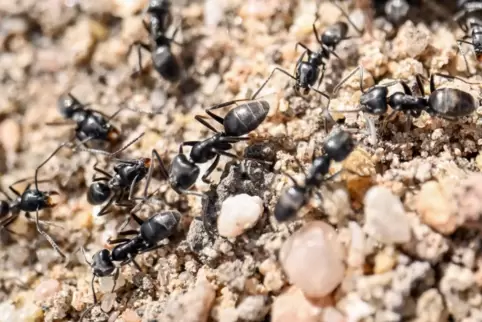 Die Insekten können Staaten mit Millionen von Exemplaren bilden. 