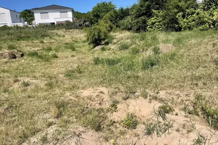 In der Senke zwischen Stadtmauer und dem Neubaugebiet Pfortenst&uuml;ck hat sich die invasive Ameisenart niedergelassen. 