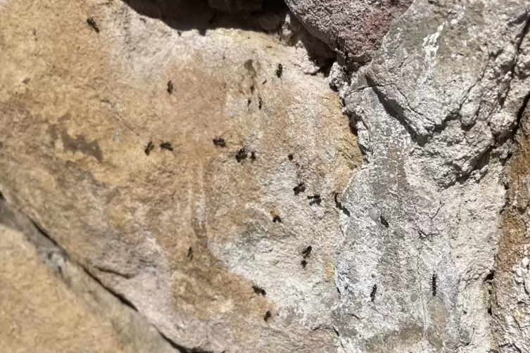 Ameisenstra&szlig;e entlang einer Sandsteinmauer in Wachenheim. 
