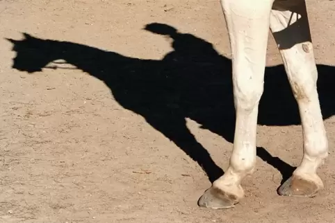 pferd-neuhofen