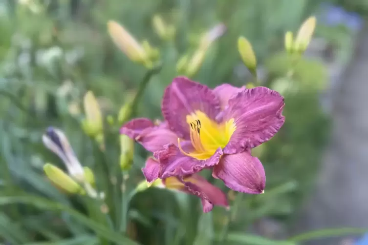 Die Lilie ist eine bezaubernde Sch&ouml;nheit, die in vielen Farben und Formen im Garten von Gabi Ga&szlig; w&auml;chst. 