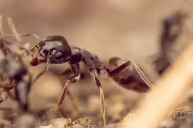 Tapinoma magnum macht sich in der Südpfalz breit.