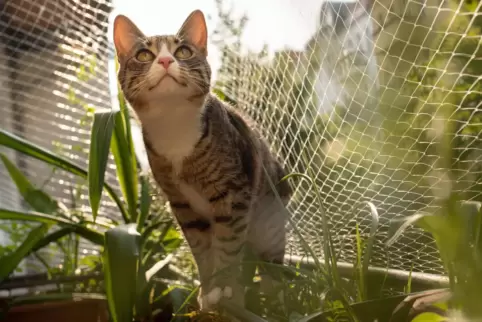 Die Katze hatte sich in ein acht Meter hohes Lüftungsrohr verirrt. 