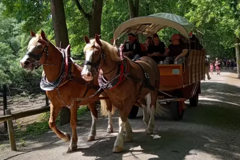 Kutschfahrt im Wildpark .