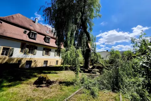 Es knackte und knarrte und dann bot sich dieses Bild: Die 50 Jahre alte Weide im Garten des Heimatmuseums war am Zwiesel gebroch