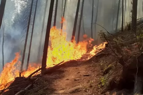Am Maimont bei Petersbächel standen 2022 Douglasien in Flammen.