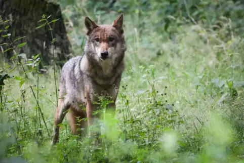 Der Wolf ist ein Raubtier und gilt als opportunistischer Jäger. Das heißt, dass er sich die am einfachsten zu erlegende Beute au