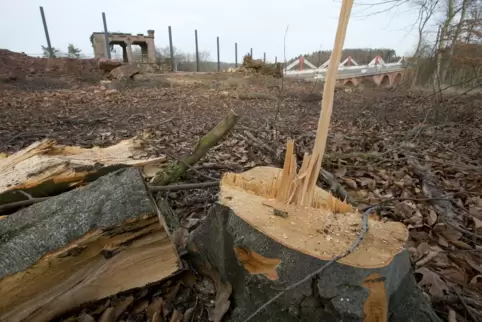 Im Bereich der Zufahrt zum Golfclub Pfälzerwald bei Waldfischbach werden am Freitag Bäume gefällt. 