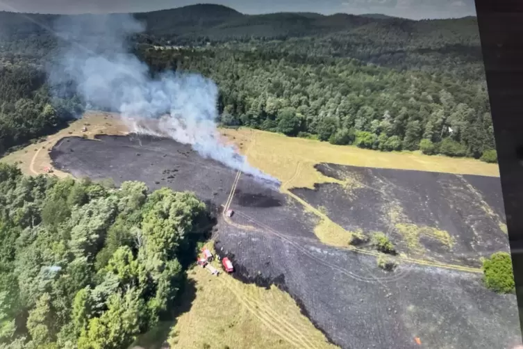 Betroffen sind 7 Hektar Wiese direkt am Waldrand. 