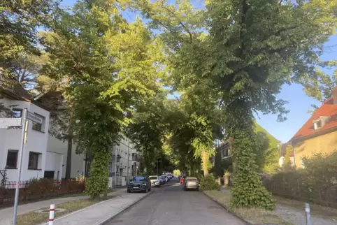 970 Meter Berlin-Idylle: Die Rheinpfalzallee in Karlshorst – grün, ruhig, fast kleinstädtisch.