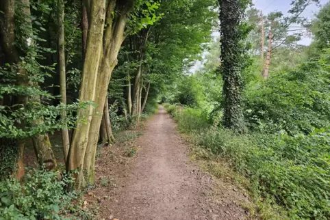 Die ehemalige Bahntrasse in Altleiningen sollte schon Teil des Radweges Leiningertal werden. Jetzt steht sie im Radwegekonzept d