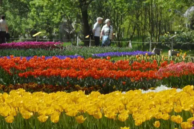 Im Jahr 2006 wurde ein Pflanzkonzept f&uuml;r den Neum&uuml;hlepark entwickelt. Insgesamt wurden eine Million Tulpen- und Narzissenzwiebel
