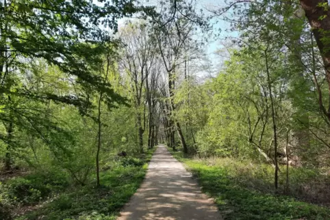 Das Maudacher Bruch. 