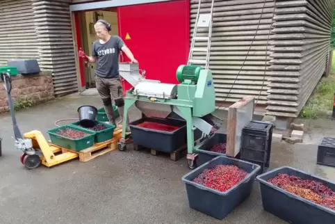 Antonihof-Mitarbeiter Lars Bausch an der Passiermaschine: Er säubert stundenlang die Vogelkirschfrüchte, trennt dabei Stein und 