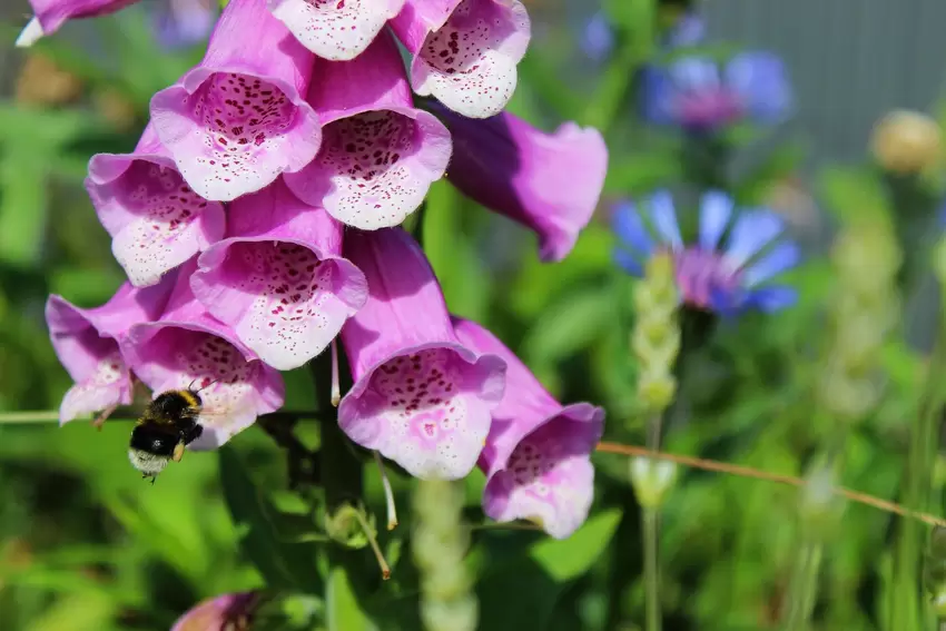 Auch Hummeln und andere Wildbienen sind zahlreich anzutreffen – hier an einem Roten Fingerhut, dessen Samen das Paar im Königsbe