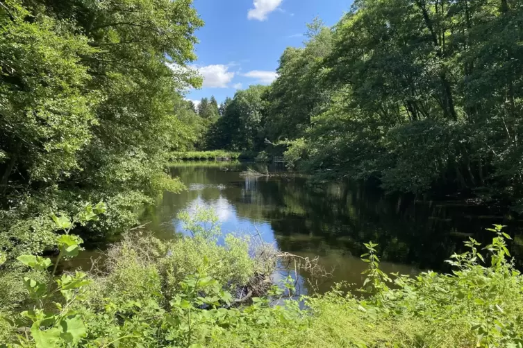 Der Schlangenweiher gilt als wahres Idyll im Pf&auml;lzerwald.