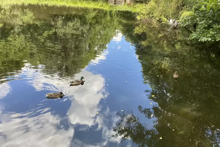 Nicht nur Enten tummeln sich auf dem Wasser des Weihers.
