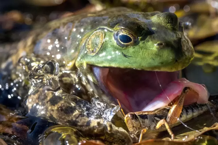 Nordamerikanischer Ochsenfrosch 
