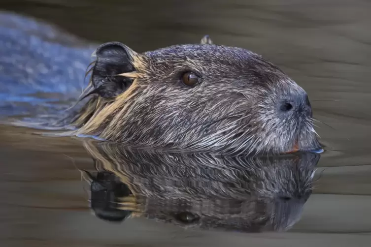 Nutria