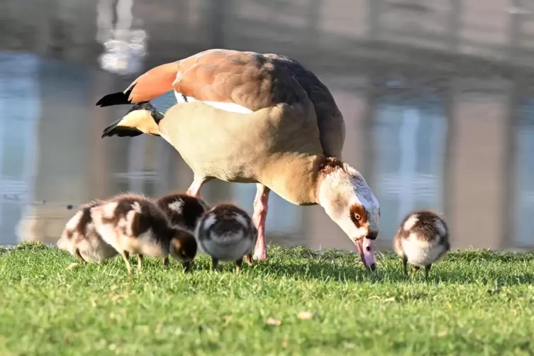 Nilgans