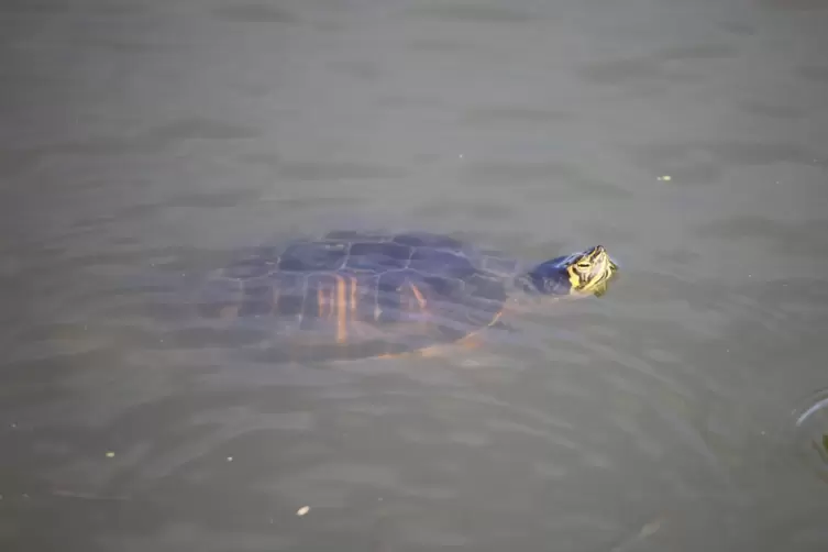 Gelbwangen-Schmuckschildkr&ouml;te