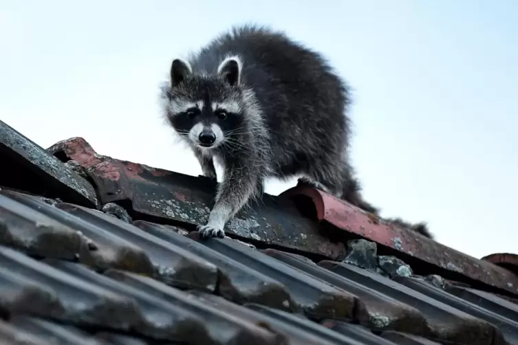 Waschb&auml;r