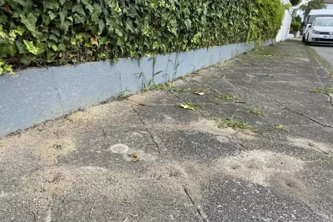 Hügelland: Große Erdarbeiten wie hier in der Straße Am Rosensteiner Hang zählen zu den Merkmalen der Großen Drüsenameise. Hügelland: Große Erdarbeiten wie hier in der Straße Am Rosensteiner Hang zählen zu den Merkmalen der Großen Drüsenameise.