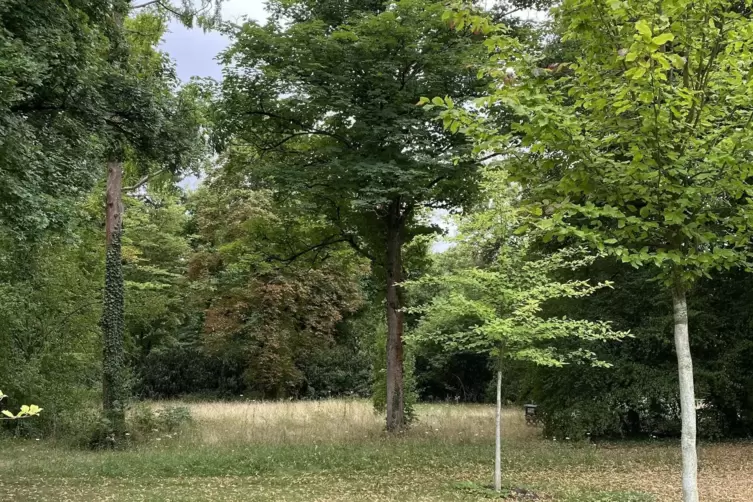 Den Friedwald auf dem Hauptfriedhof gibt es seit knapp 20 Jahren.