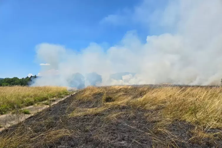 Zwischen Birkenh&ouml;rdt und Bad Bergzabern brennt Anfang Juli eine Wiese am Waldrand. 