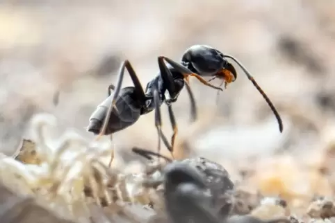 Die invasive Ameisenart Tapinoma magnum stammt ursprünglich aus Südeuropa, breitet sich aber unter anderem in der Pfalz aus. 