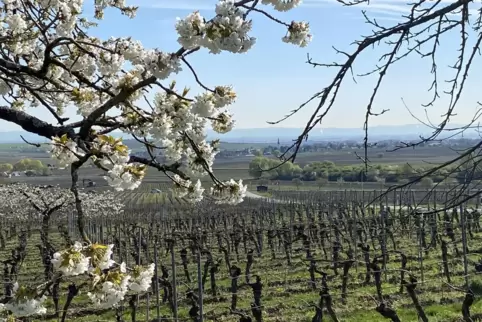 Leiningerland-Blütenzauber im Frühjahr: Blick in Richtung Kirchheim. 