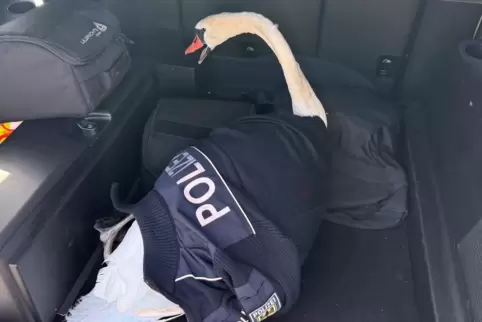 Dem Schwan, der wohl in eine Oberleitung am Bahnhof geflogen ist, geht es laut Polizei wieder gut. 