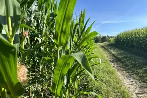 Nicht nur den Menschen tut die fürs Wochenende angekündigte Sonne gut. Davor und danach kann es allerdings feucht werden. 