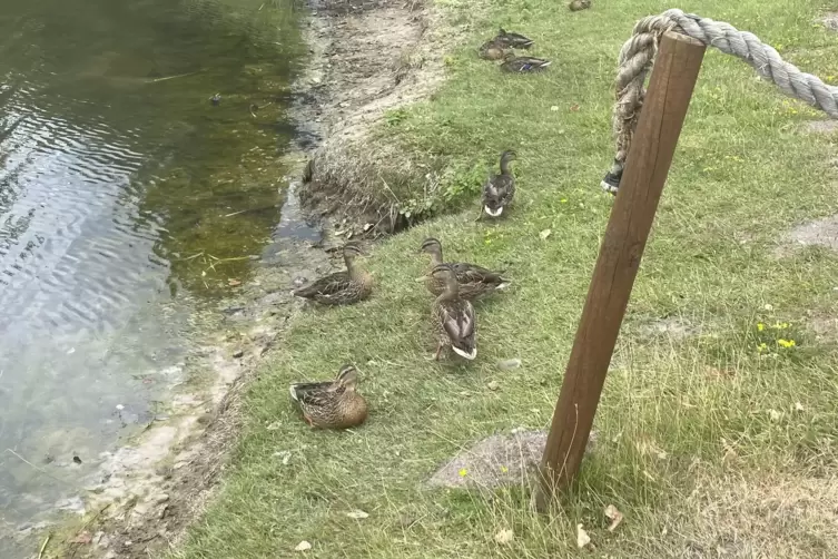 Nicht nur Camper f&uuml;hlen sich am Almensee wohl.
