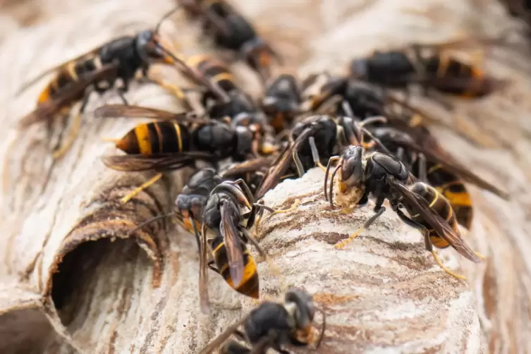Asiatische Hornissen auf ihrem Nest.