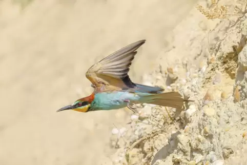 Bienenfresser wie dieser brüten im Sandwerk Klausing in Eisenberg.
