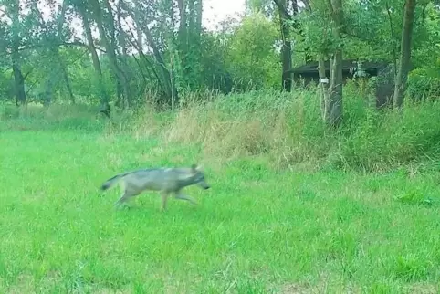 Der Wolf auf einer Wiese in der Verbandsgemeinde Offenbach, erwischt von einer Fotofalle. 