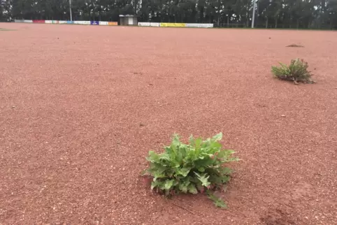 Wenn die Fußballer wegbleiben, holt sich die Natur die Sportplätze zurück. Das Foto aus dem Jahr 2015 zeigt den Sportplatz des S