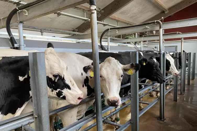 Im Melkstand k&ouml;nnen 16 K&uuml;he parallel gemolken werden, acht auf der einen, acht auf der anderen Seite.