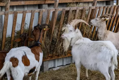 Ziegen zählen zu den Nutztieren: Wenn sie Schaden anrichten, dann greift eine Versicherung gegen Wildschaden nicht. 