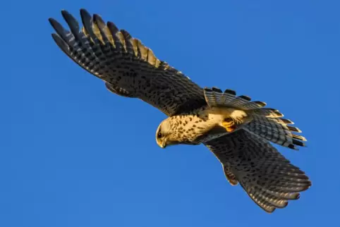Ausgewachsenes Exemplar: Turmfalke am Himmel. 