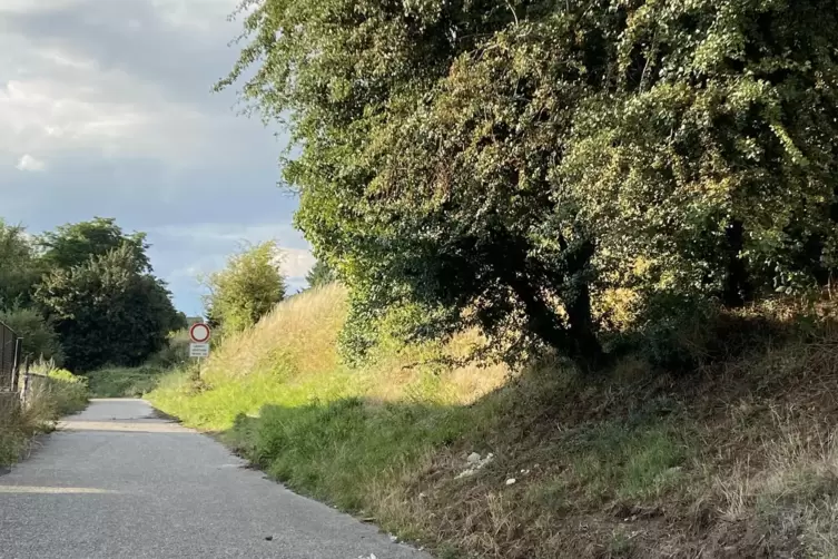 Vor Jahren wurde die B&ouml;schung des Bahndamms in Freinsheim Richtung Gr&uuml;nstadt gerodet und Dachsbauten farblich markiert &ndash; seither