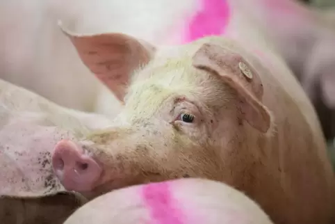 Tiere sind keine Sachen – auch nicht vor dem Gesetz, stellt die „Do bische platt“-Kolumne klar. 