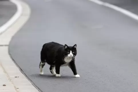 Mehrere unkastrierte Katzen sollen von einem Maxdorfer zuletzt einfach auf einem Fußgönheimer Grundstück ausgesetzt worden sein.