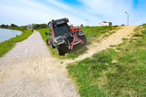 Hier weniger zu tun für den Mähtraktor: Trampelpfad zum Rhein hinunter.