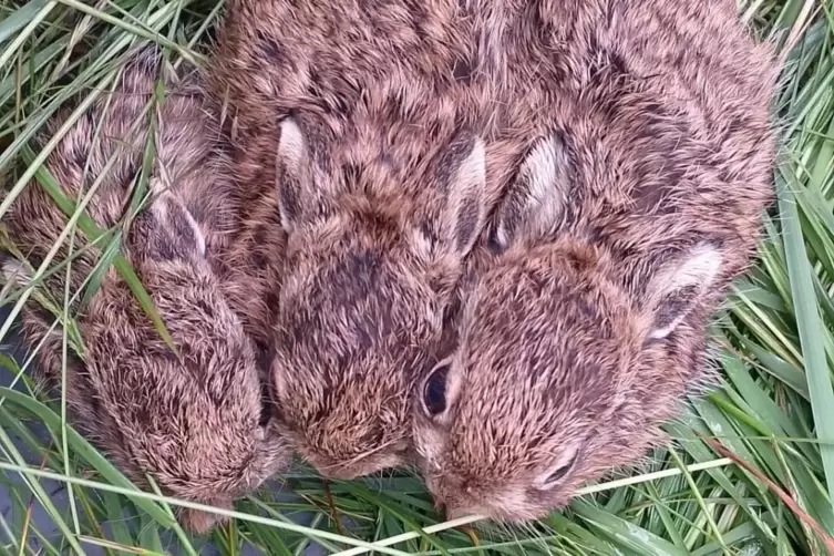 Die Kitzretter helfen auch anderen Tieren, die sie in den Wiesen entdecken &ndash; etwa diese Langohren.