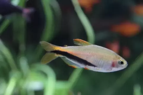 Der Black Arrow-Salmler lässt sich mit anderen friedlichen Fischen vergesellschaften. 