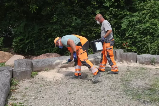In Godramstein hat die Stadtverwaltung schon Kieselgur im Kampf gegen Tapinoma magnum gestreut.