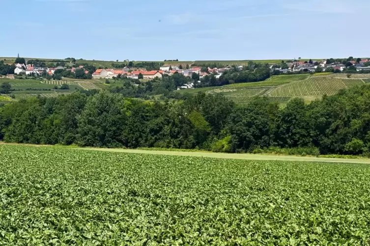 Blick auf die H&uuml;gellandschaft von Rheinhessen. 